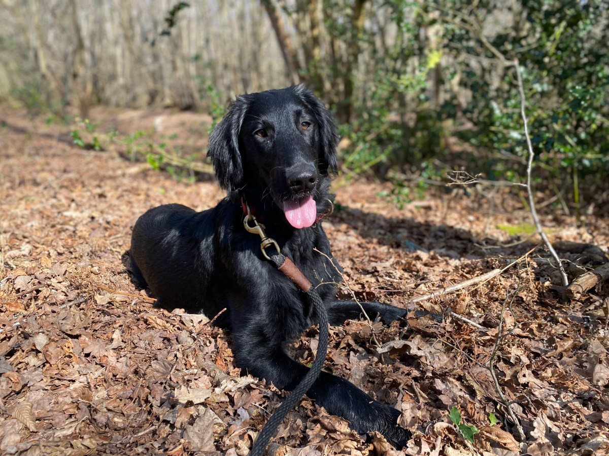 How to Get a Dog in&nbsp;England